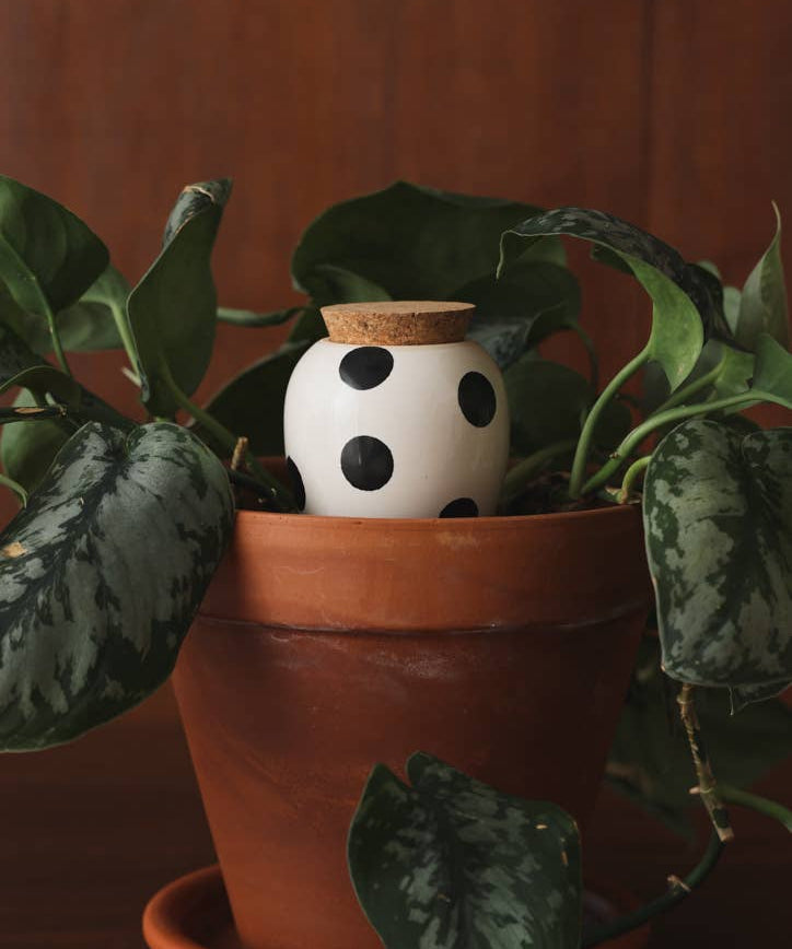Pepin black dot olla plant waterer, further view