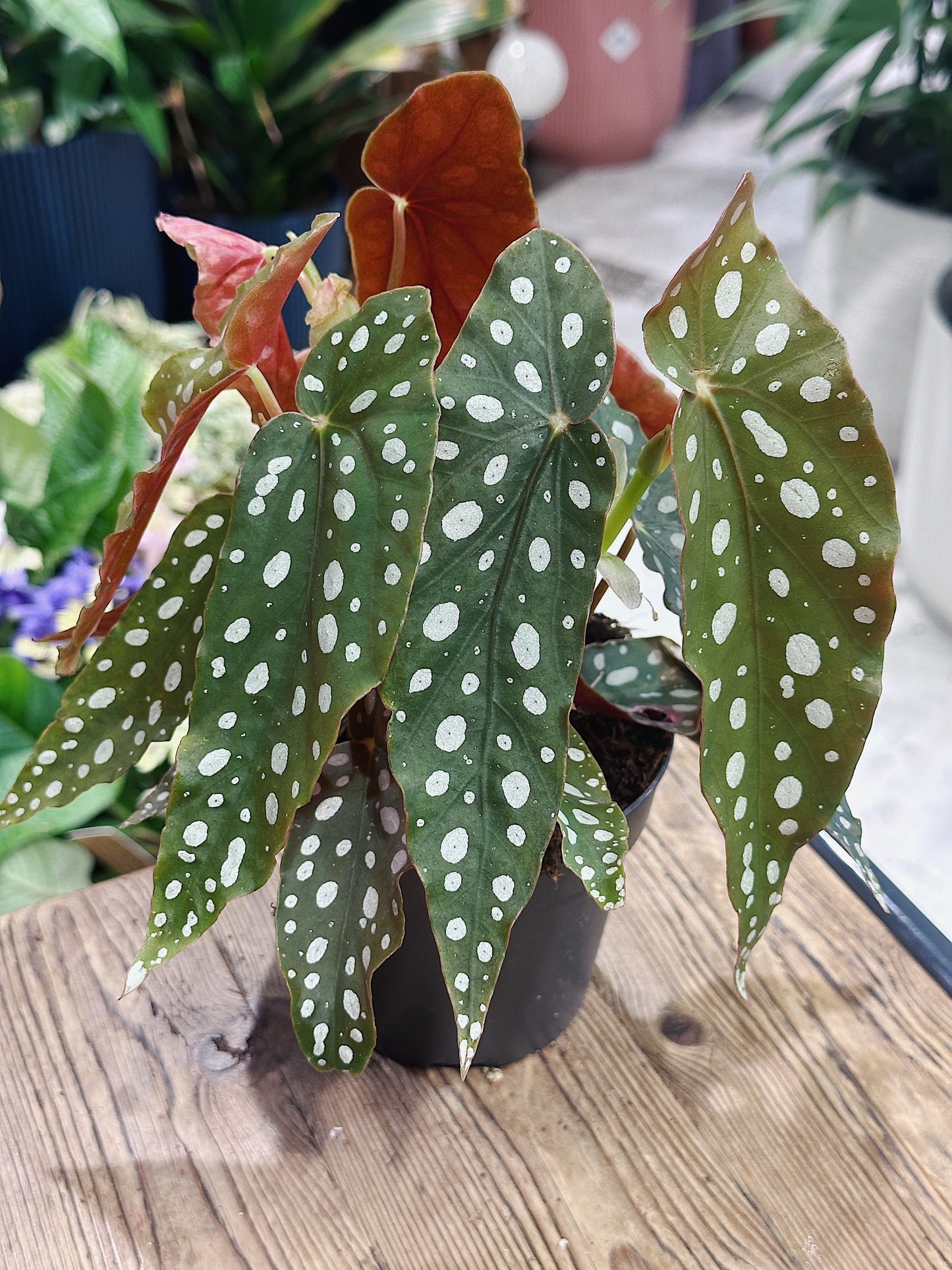 Begonia maculata | Polka Dot Begonia