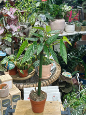 Begonia Tamaya | Bamboo Begonia