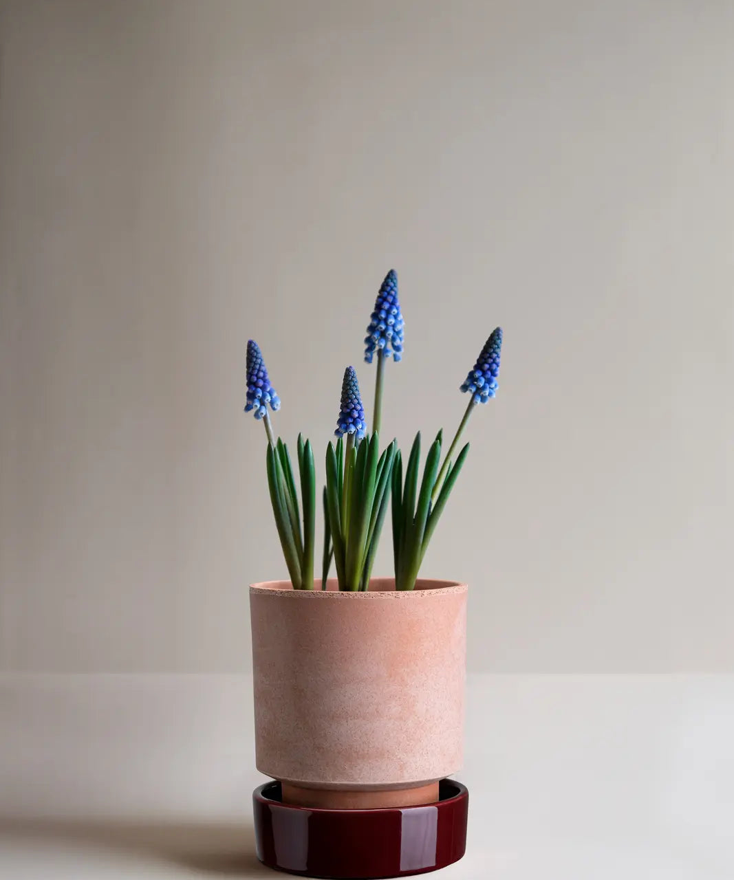 Saucer Glazed Finish for Hoff Pot Ø14cm and rose clay Hoff pot