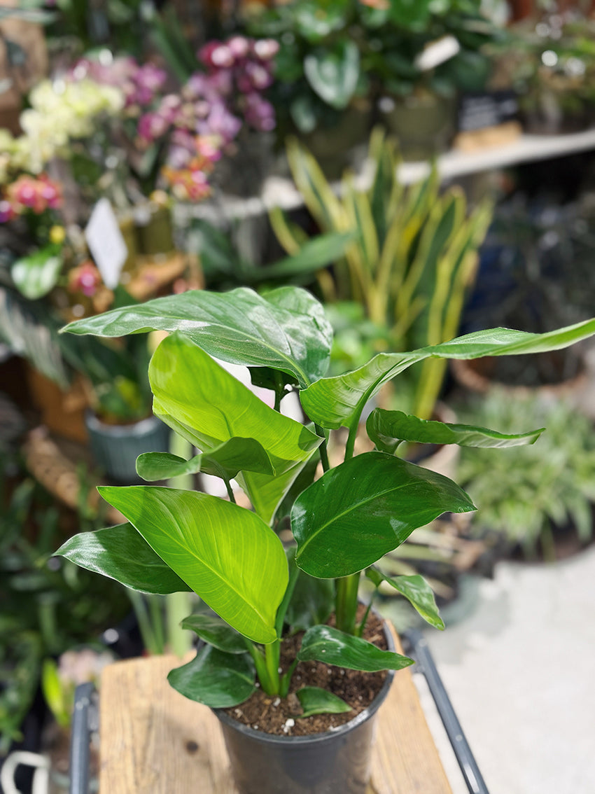 White Bird of Paradise | Strelitzia Nicolai