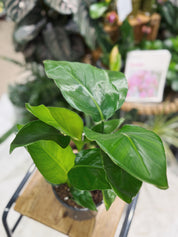 White Bird of Paradise | Strelitzia Nicolai