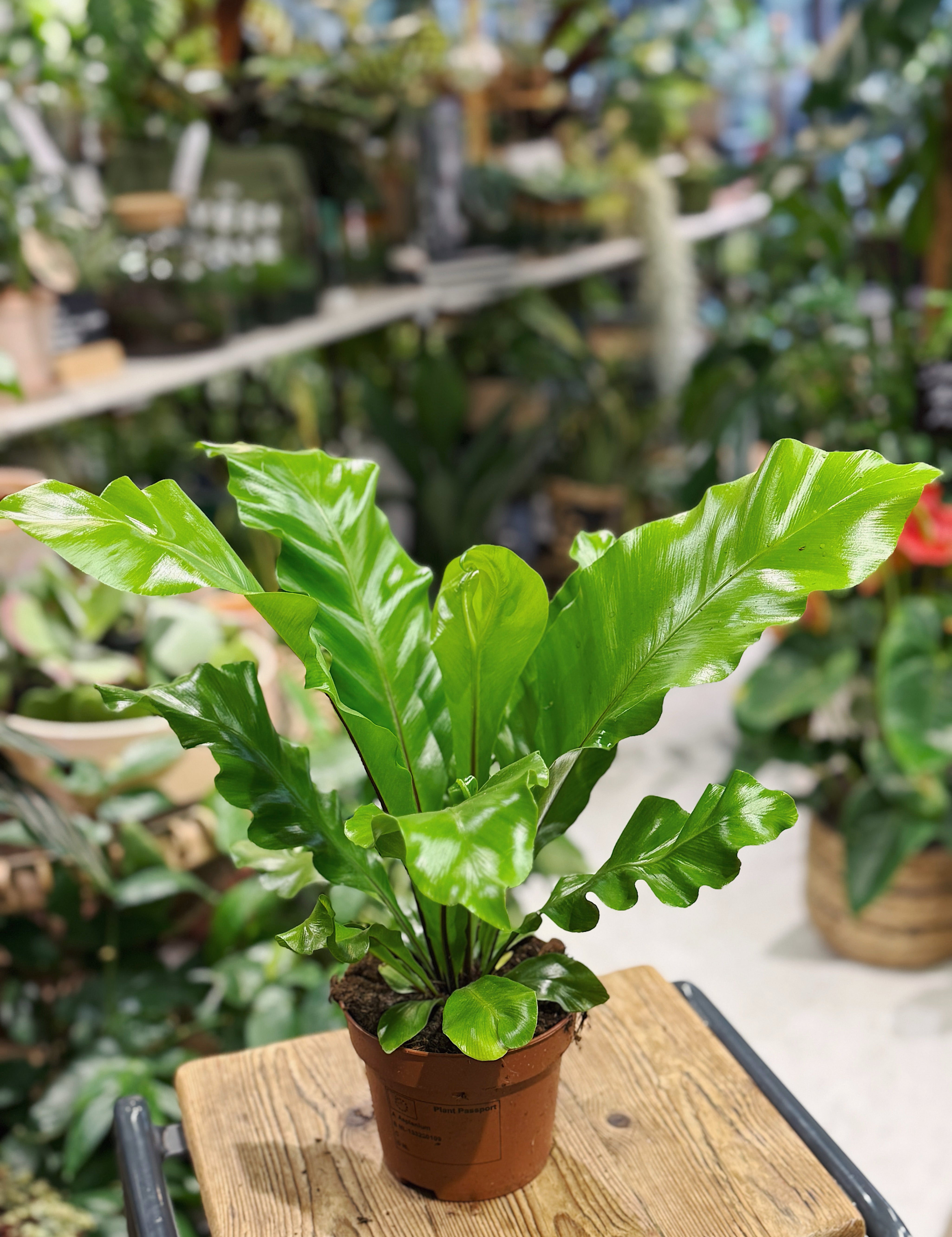 Pet-Friendly Houseplants