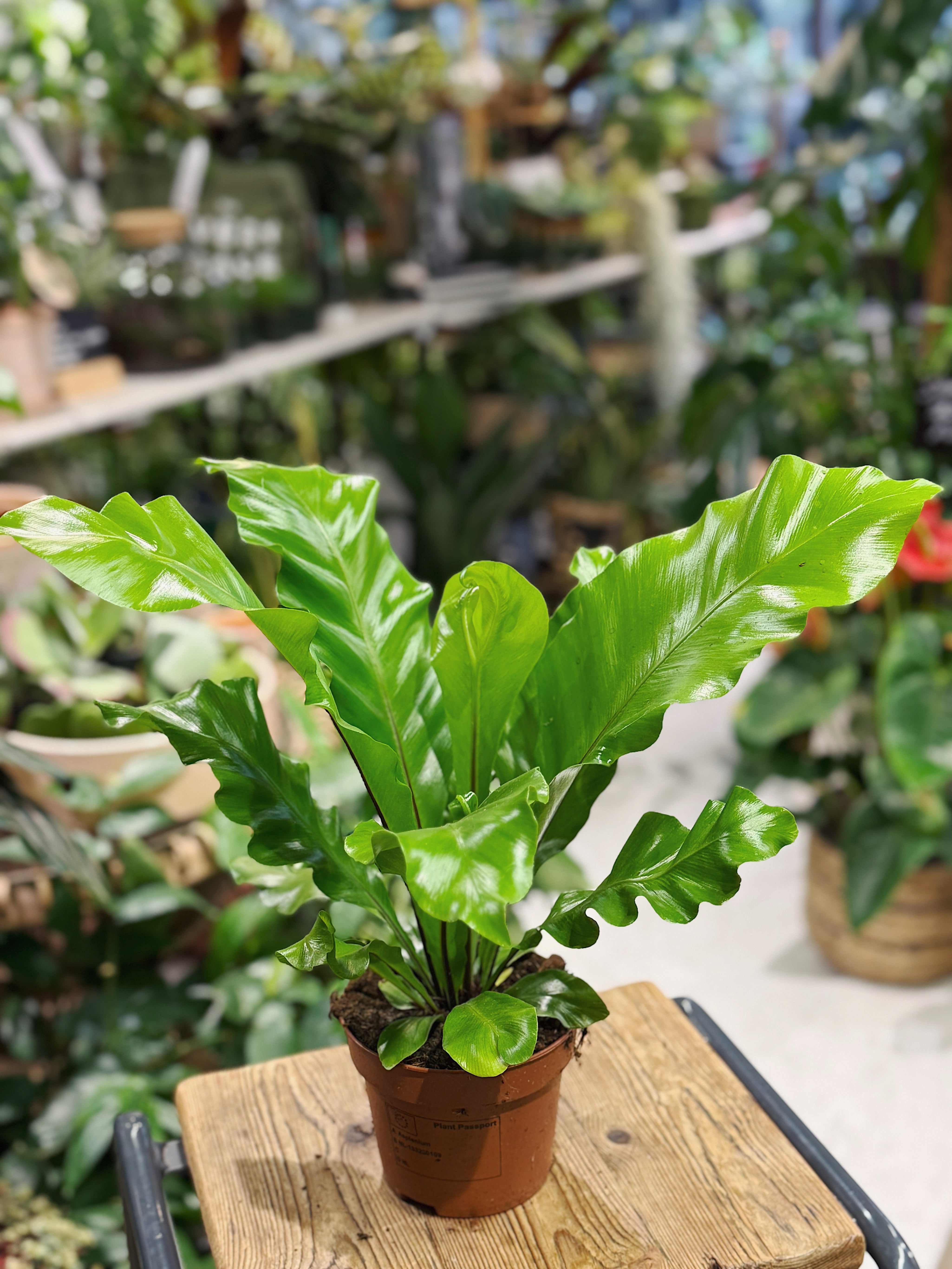 Birds Nest Fern | Asplenium nidus