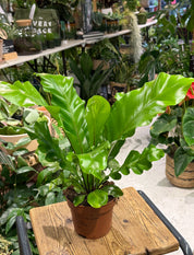 Birds Nest Fern | Asplenium nidus