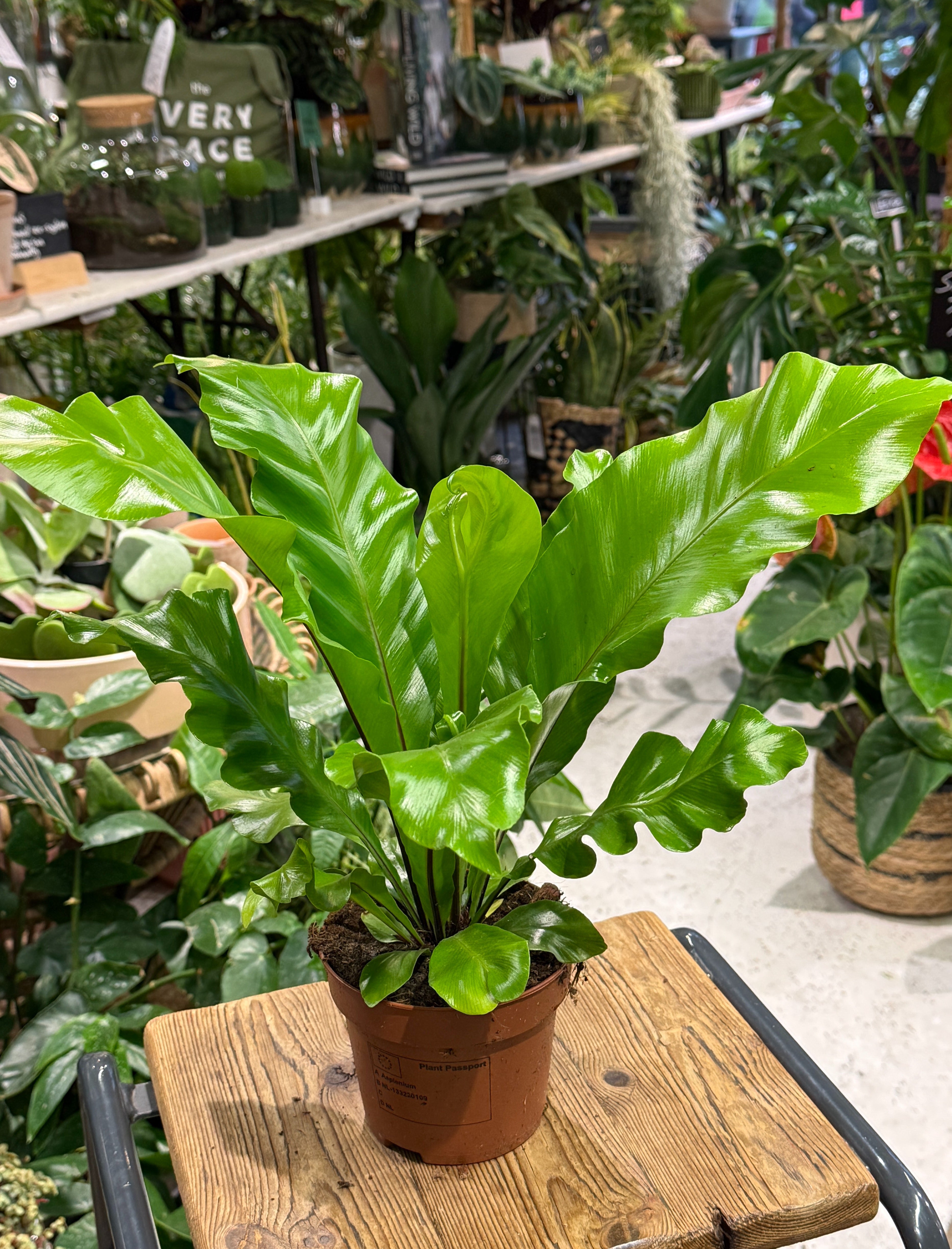 Birds Nest Fern | Asplenium nidus