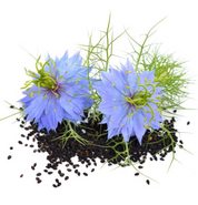 Nigella Black Cumin Seeds