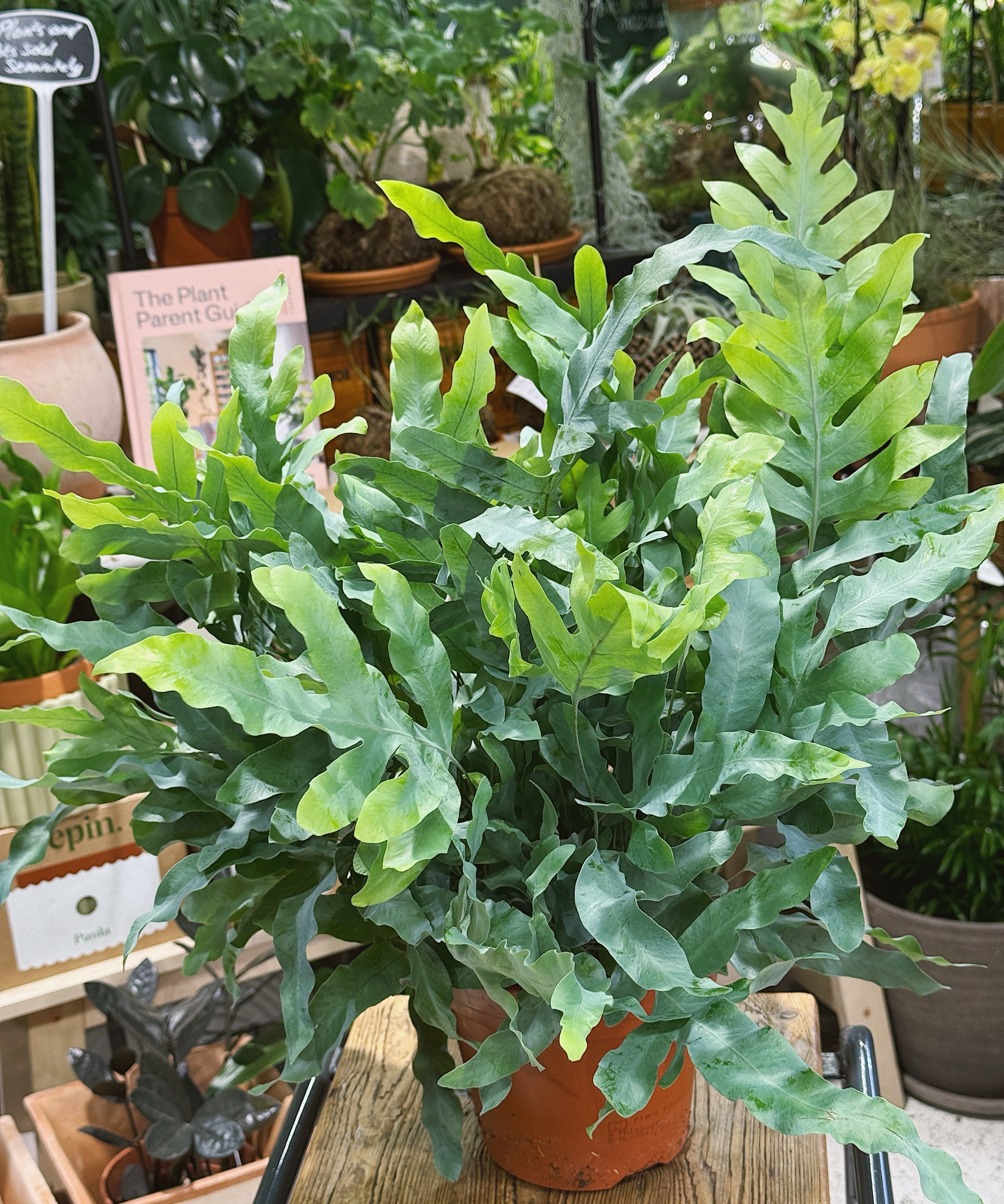 blue_fern.jpg