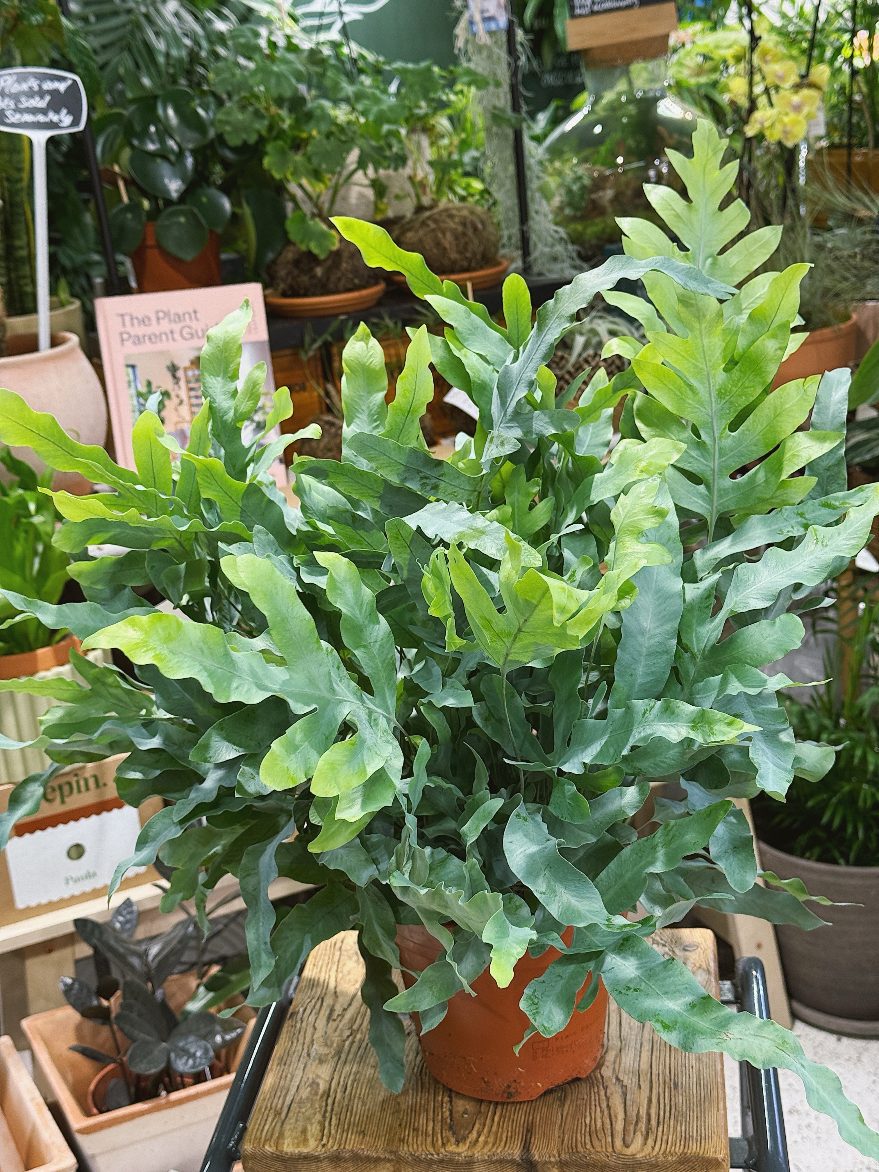 Blue Star Fern | Phlebodium aureum 'Blue Star', a low-light fern with silvery-blue fronds