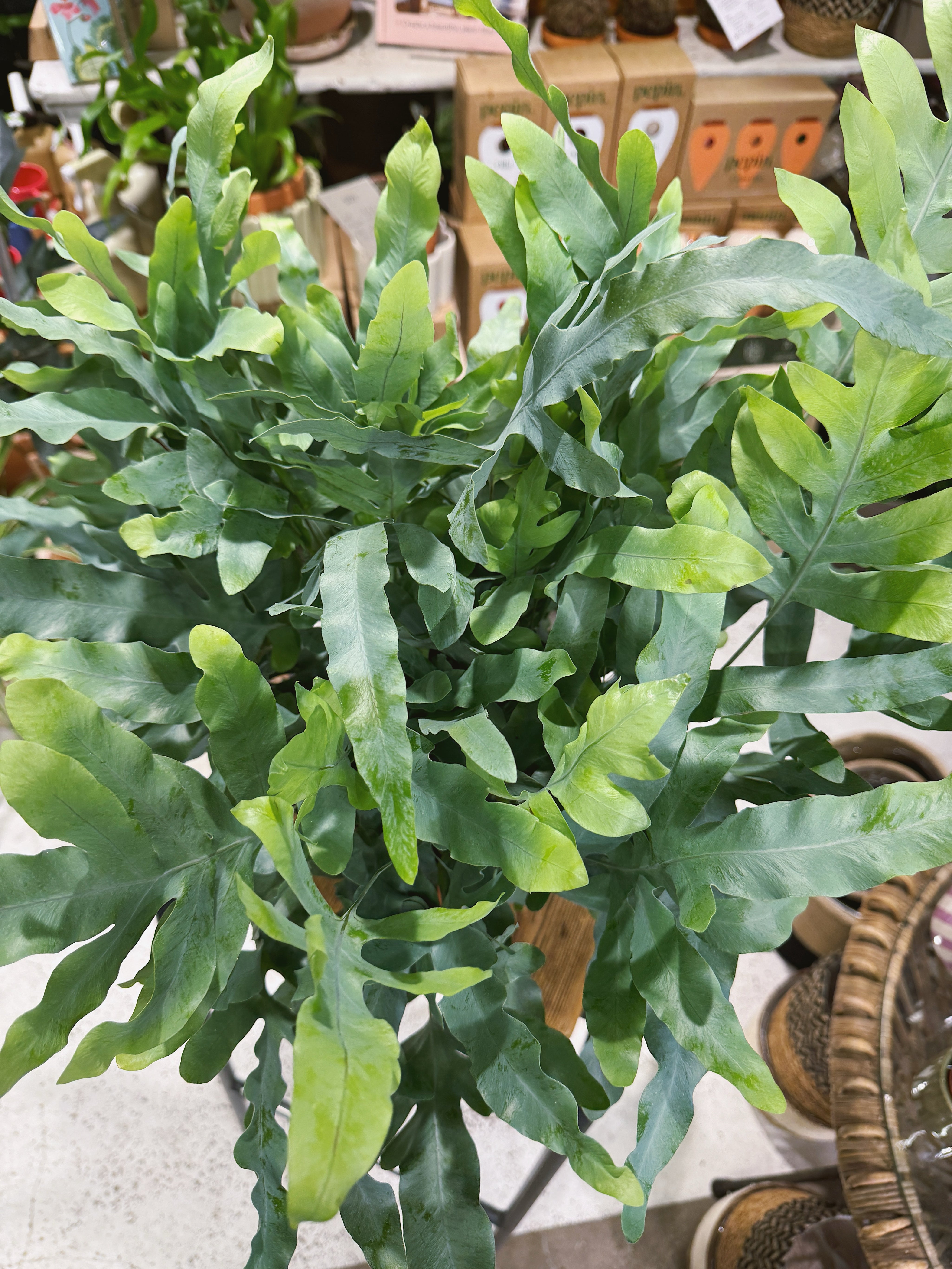 Blue Star Fern | Phlebodium aureum 'Blue Star', a low-light fern with silvery-blue fronds