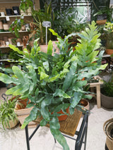 Blue Star Fern | Phlebodium aureum 'Blue Star', a low-light fern with silvery-blue fronds