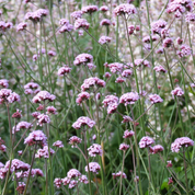 Butterfly Flowers Seed Collection