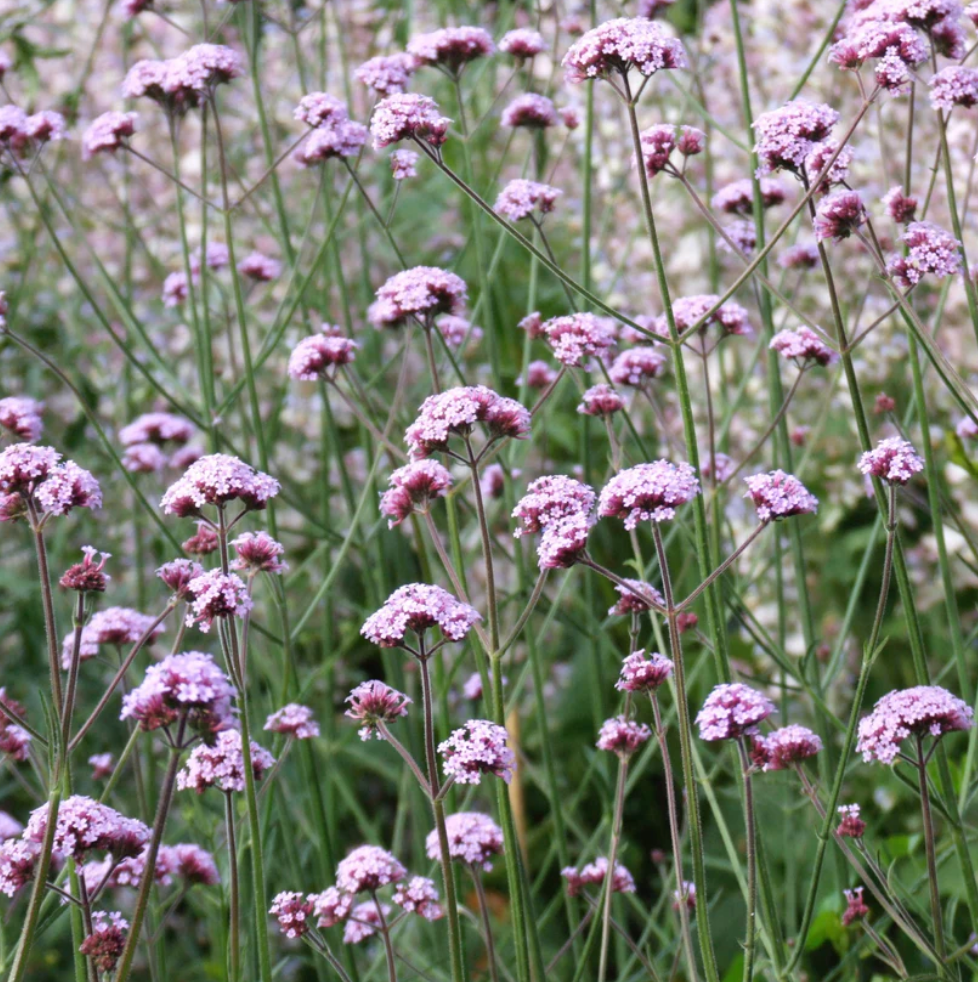 Butterfly Flowers Seed Collection