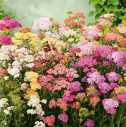 Butterfly Flowers Seed Collection