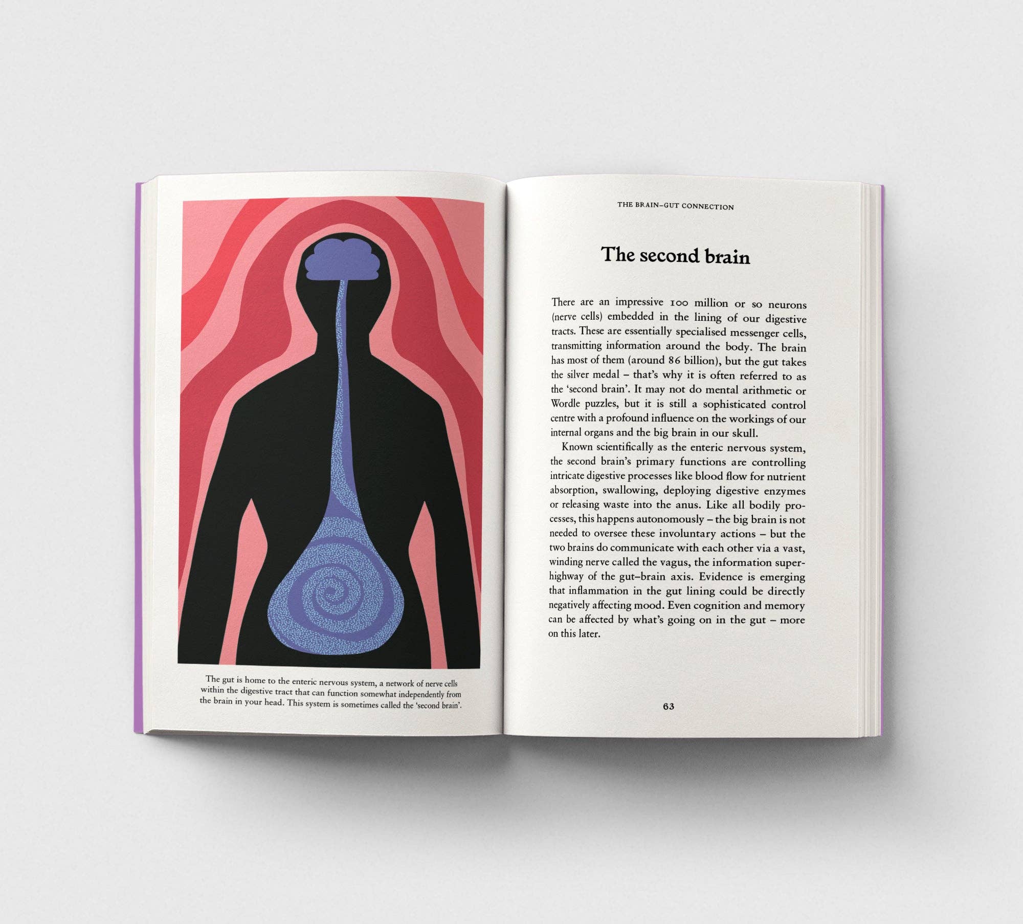 The Gut, A Pocket Primer