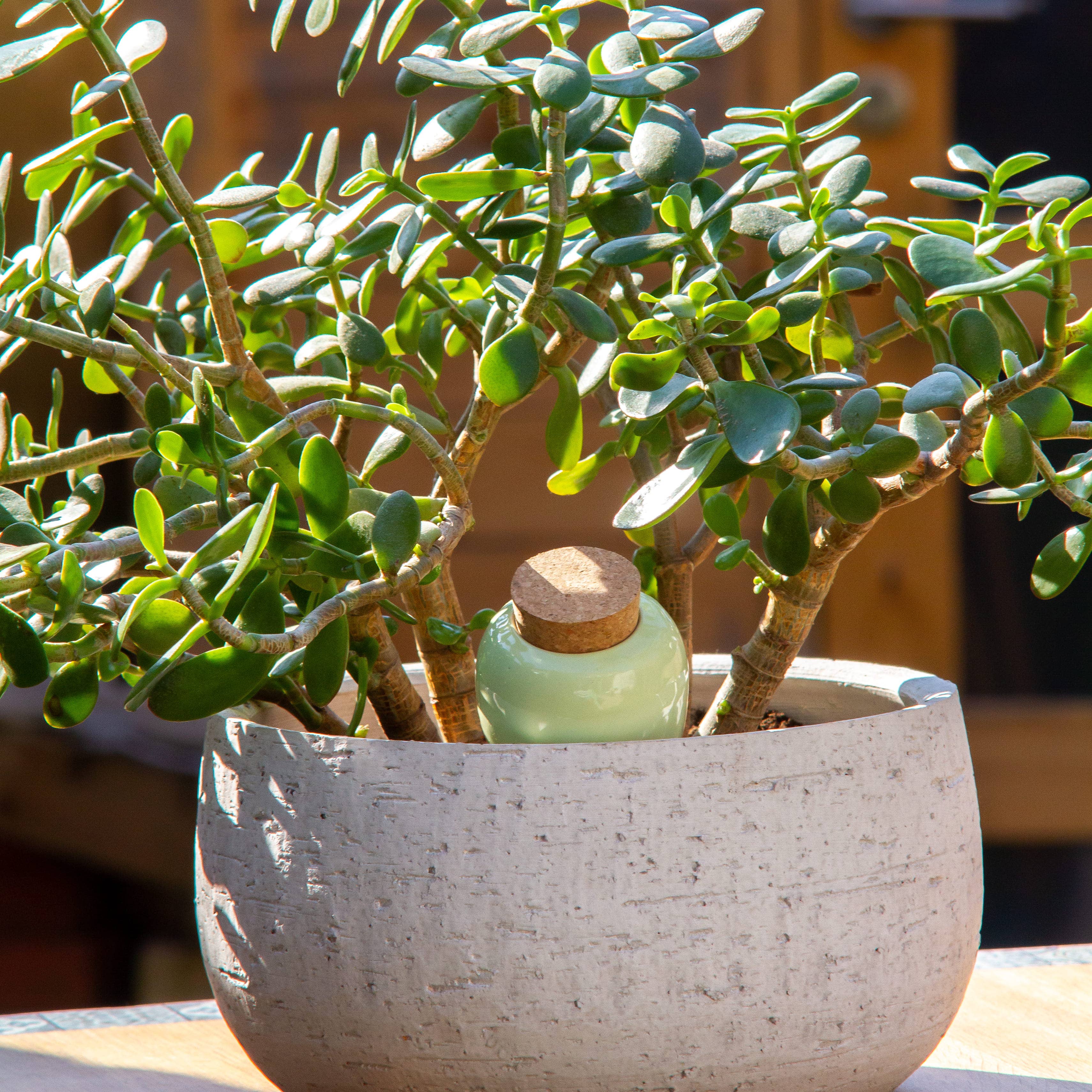 Olla - Green