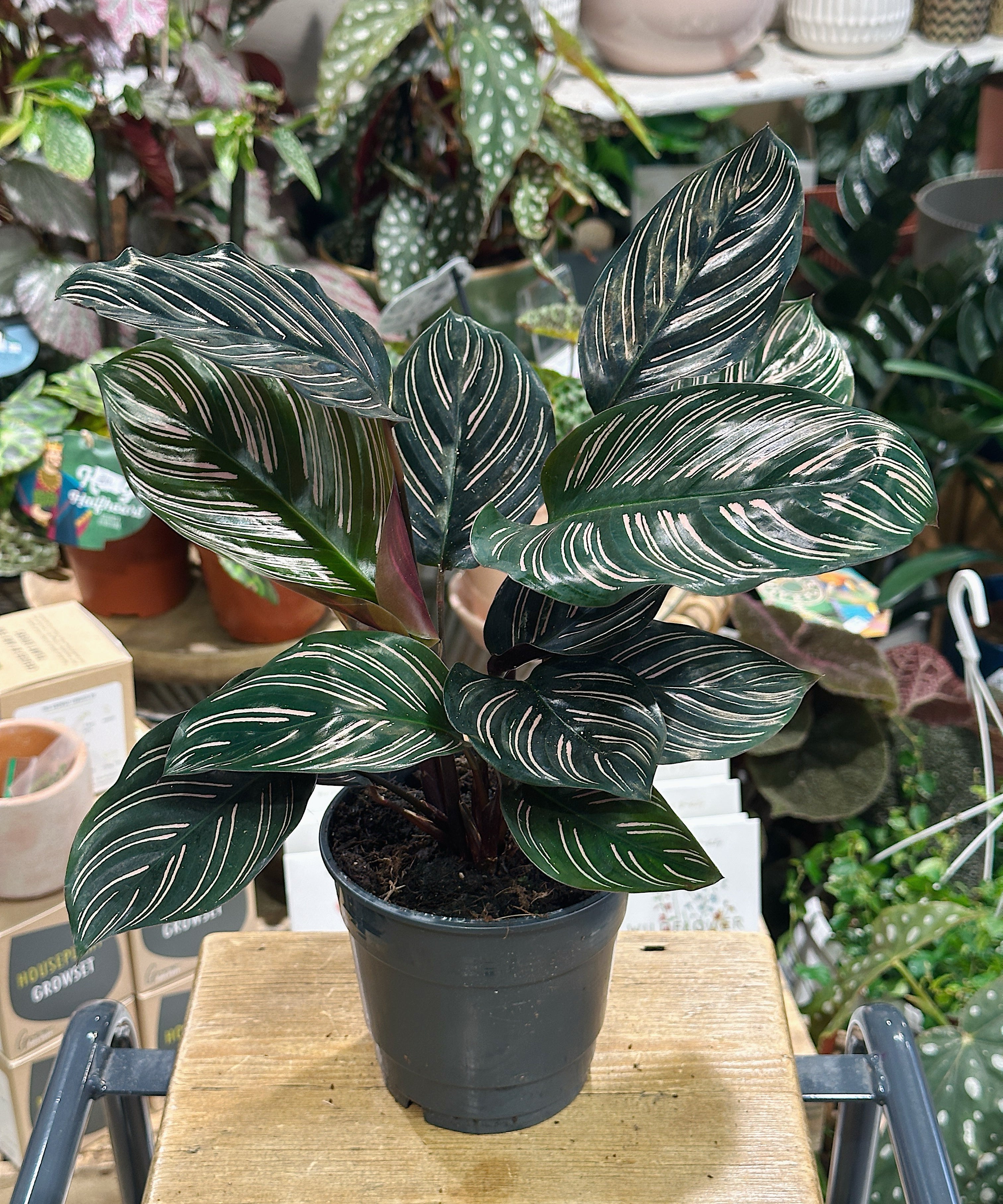calathea-pinstripe1.jpg