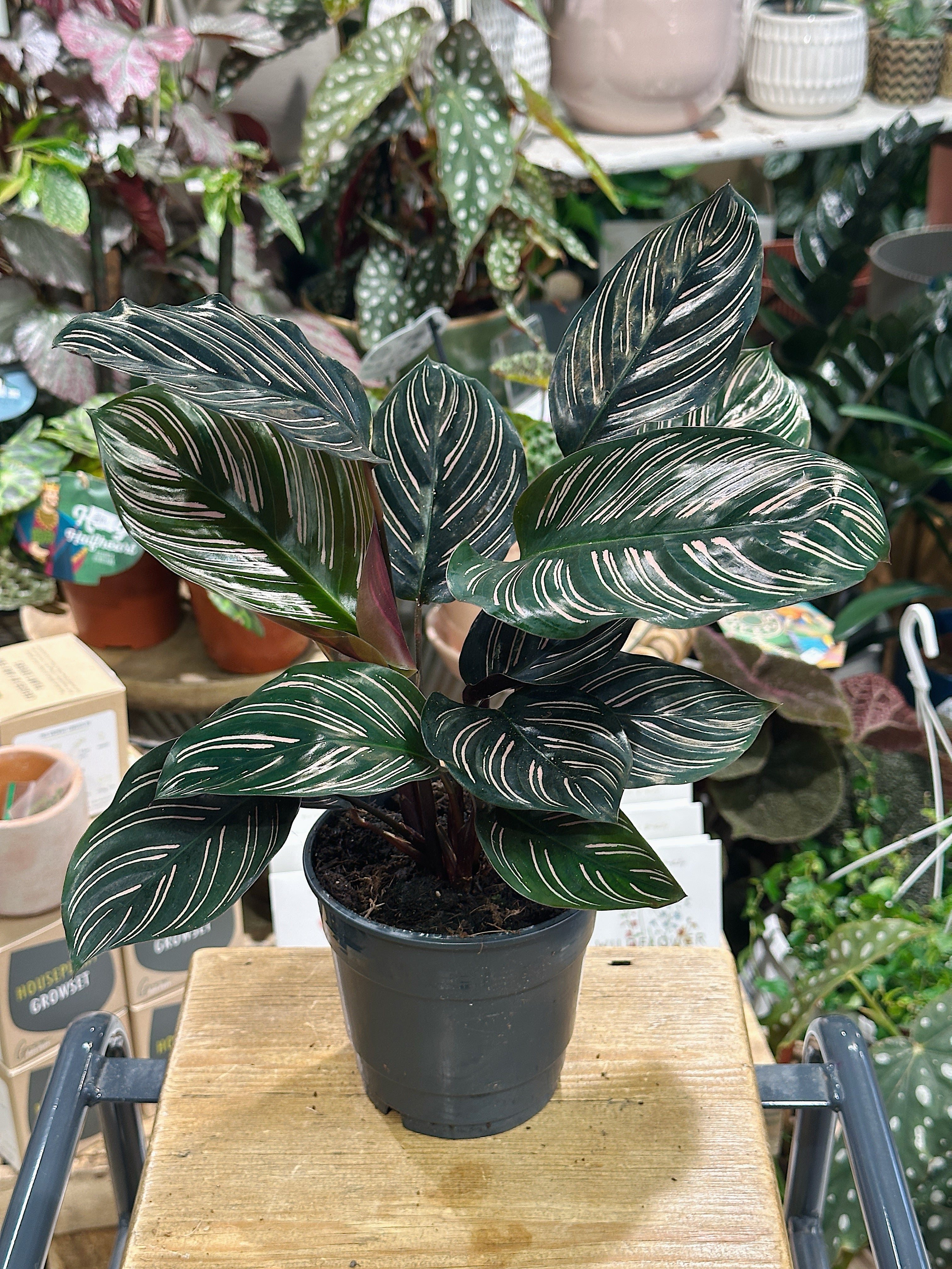 Calathea Ornata Sanderiana | Calathea Pinstripe