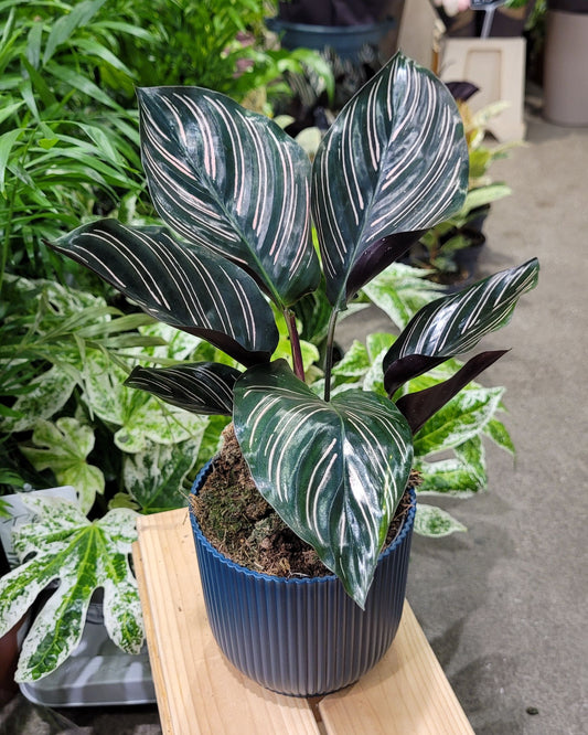 Calathea Sanderiana | Pinstripe Plant