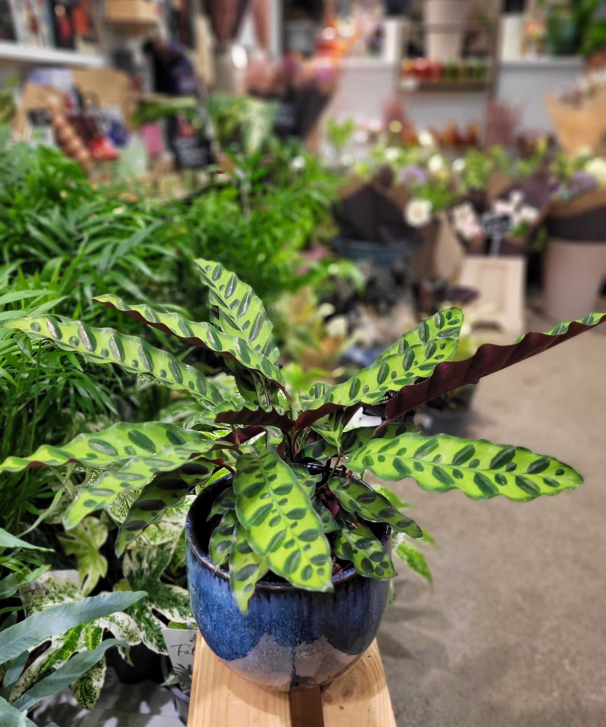 calathea-snake.jpg