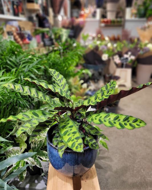 Calathea Lancifolia | Rattlesnake Plant