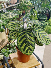 Peacock Plant | Calathea makoyana