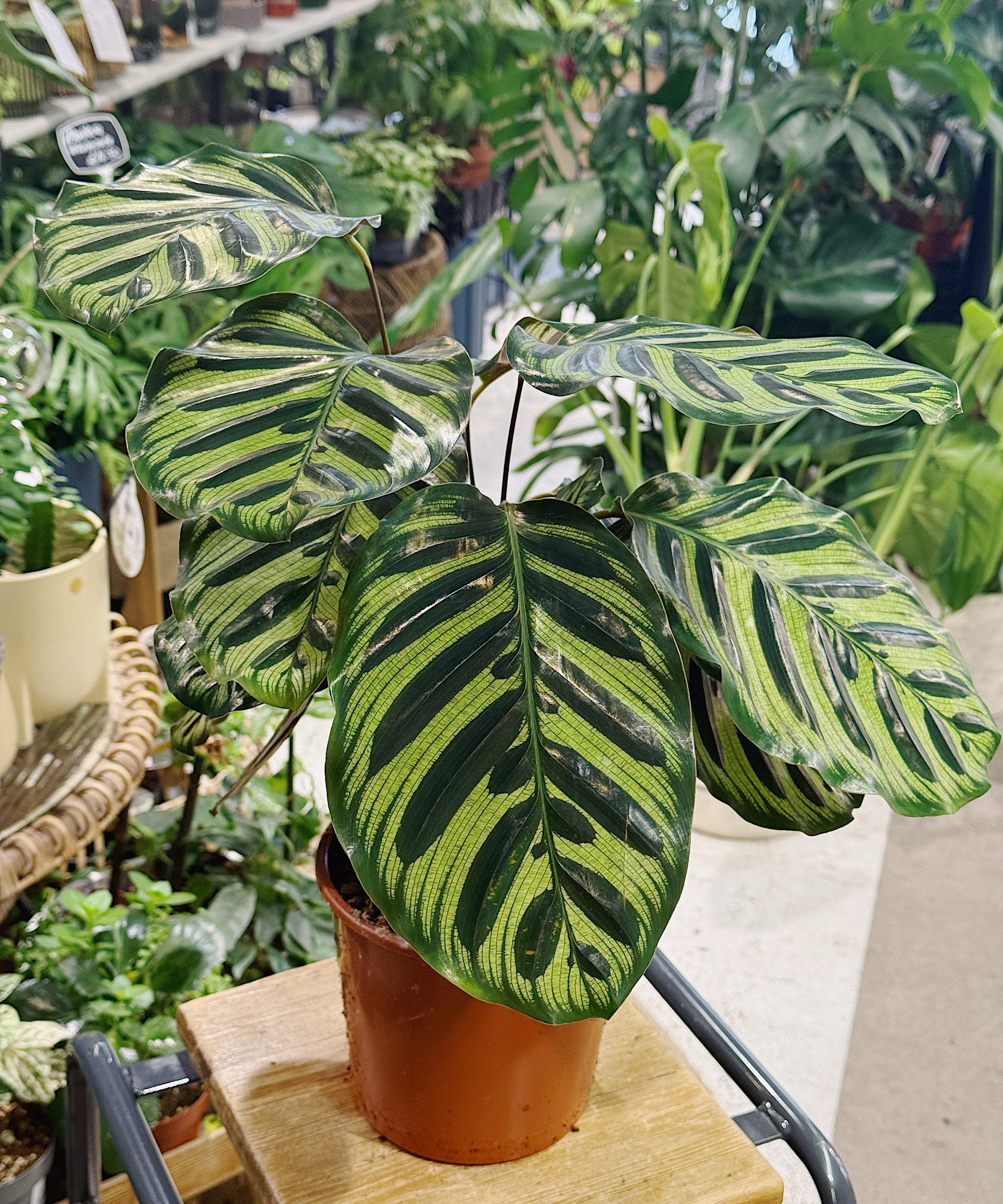 calatheamakoyana.jpg
