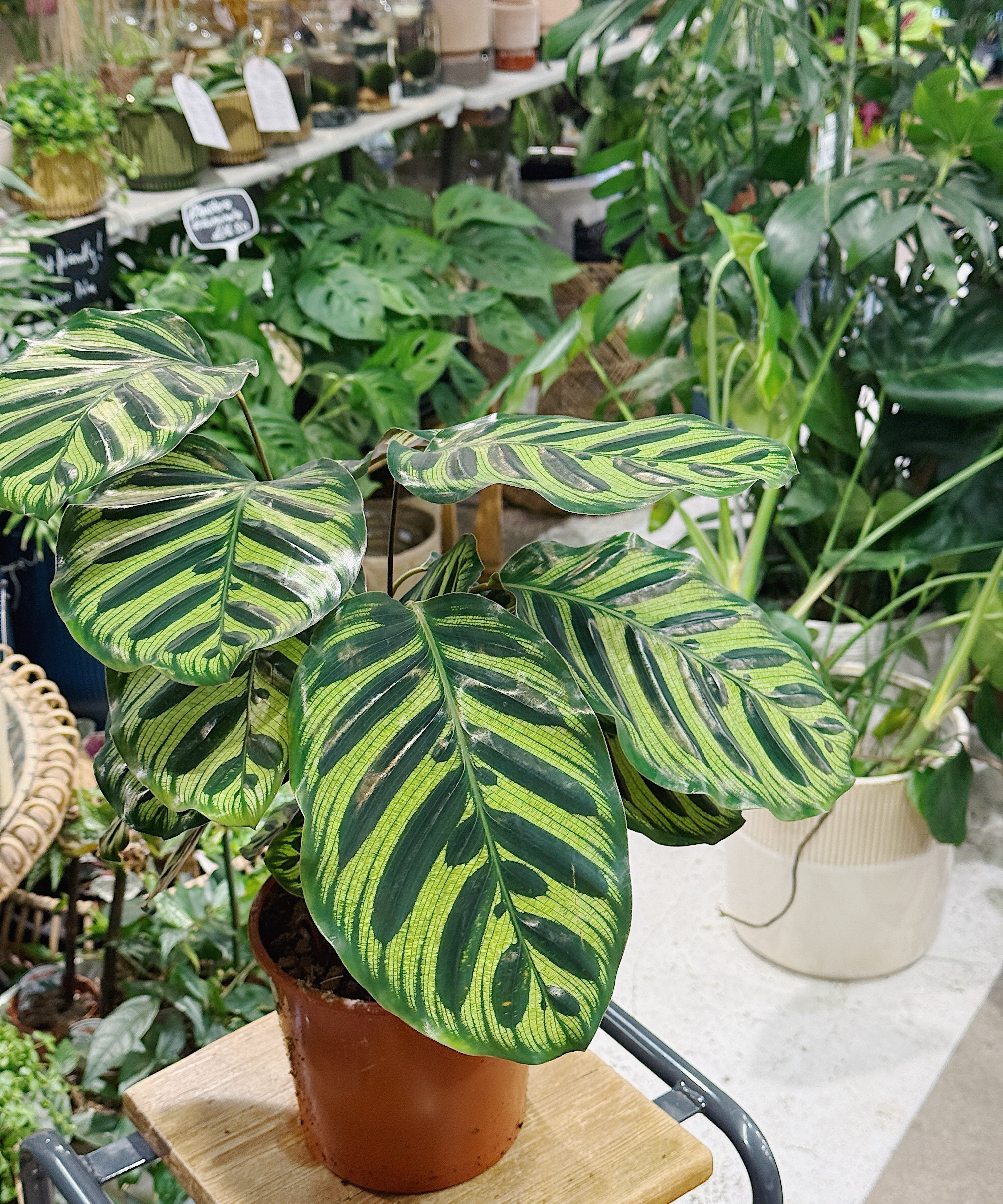 calatheamakoyana1.jpg