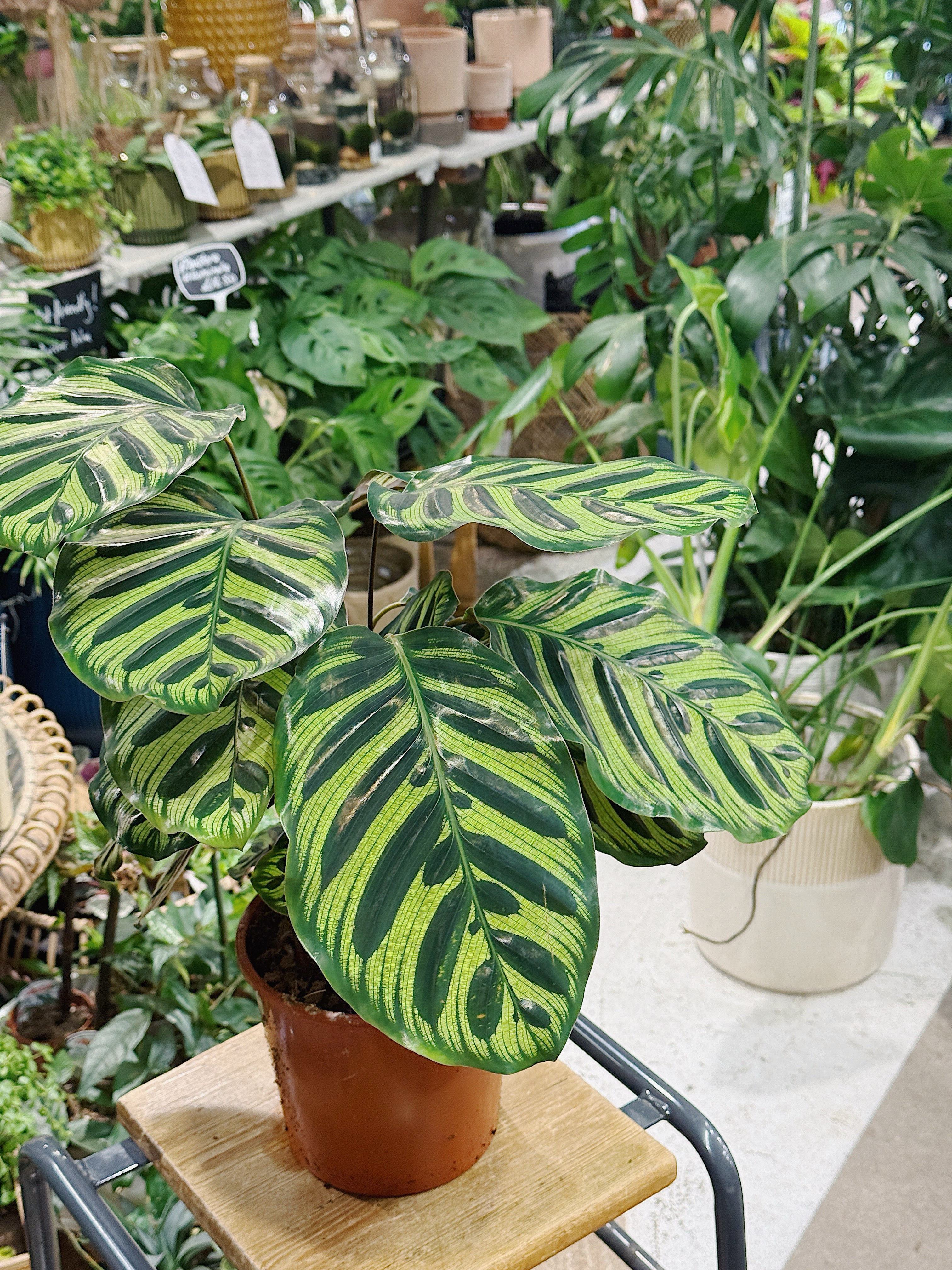 Peacock Plant | Calathea makoyana