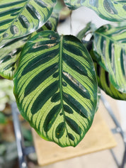 Peacock Plant | Calathea makoyana
