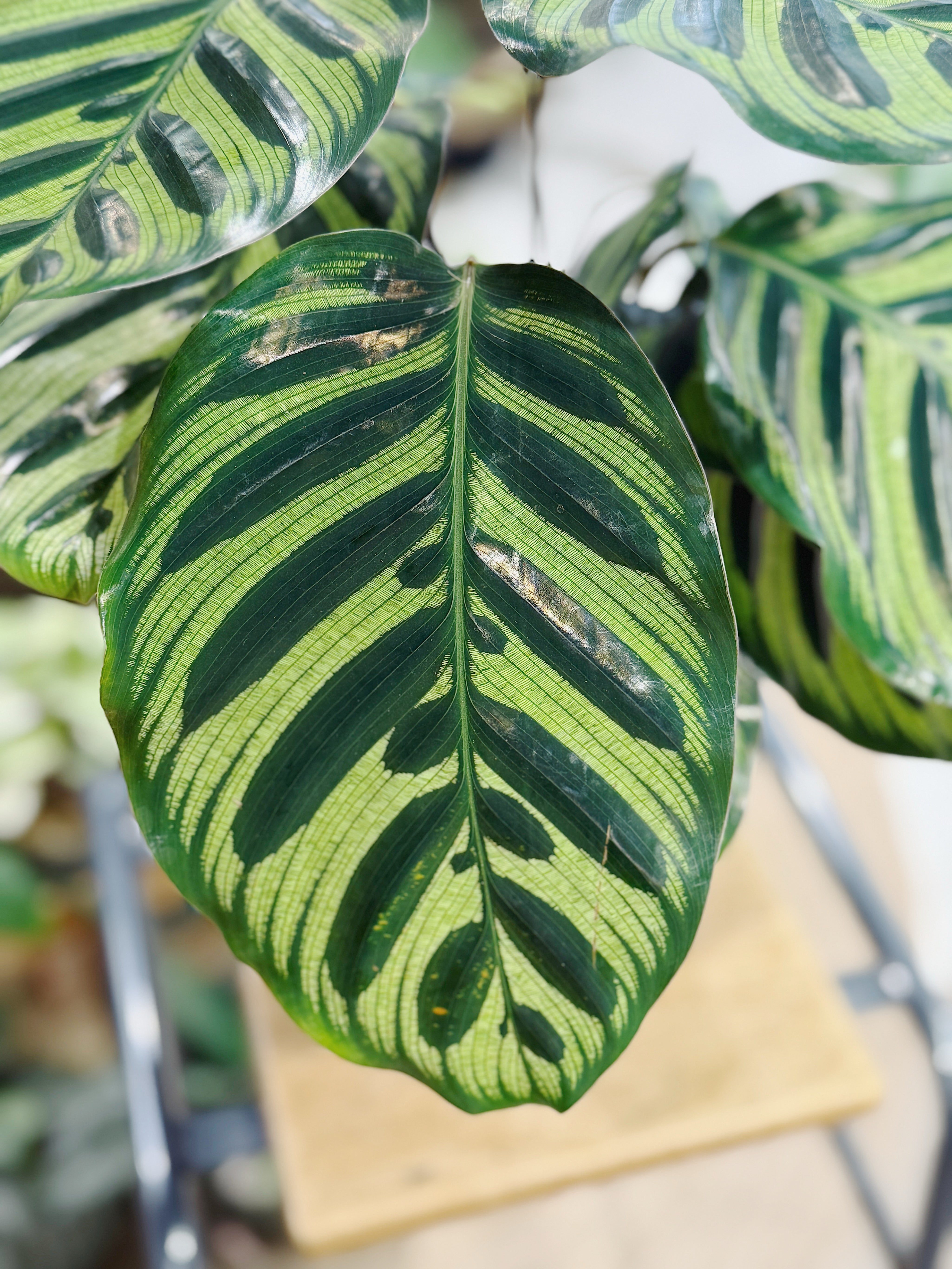 Peacock Plant | Calathea makoyana