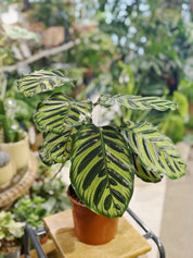 Peacock Plant | Calathea makoyana