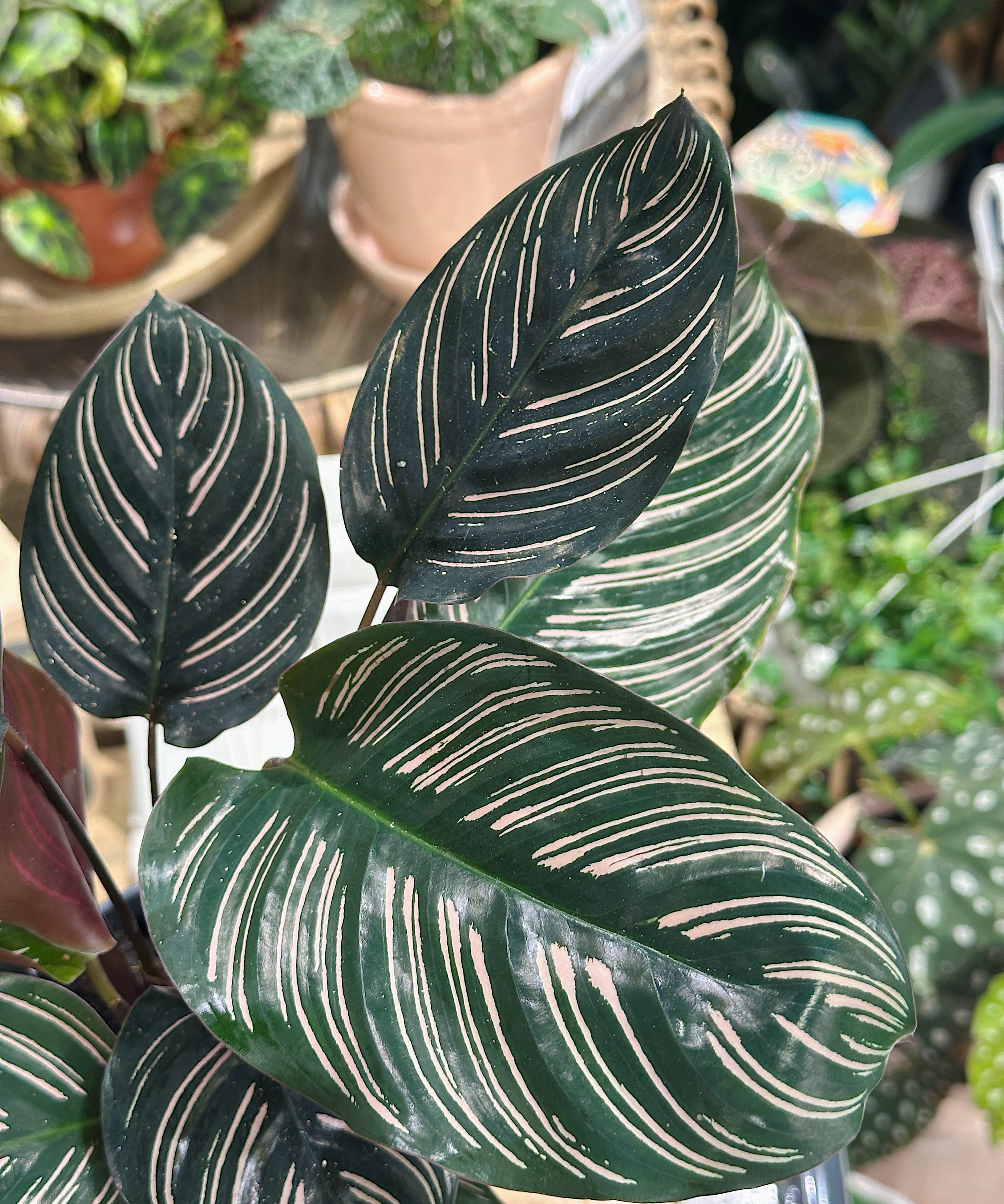 calatheapinstrip2.jpg