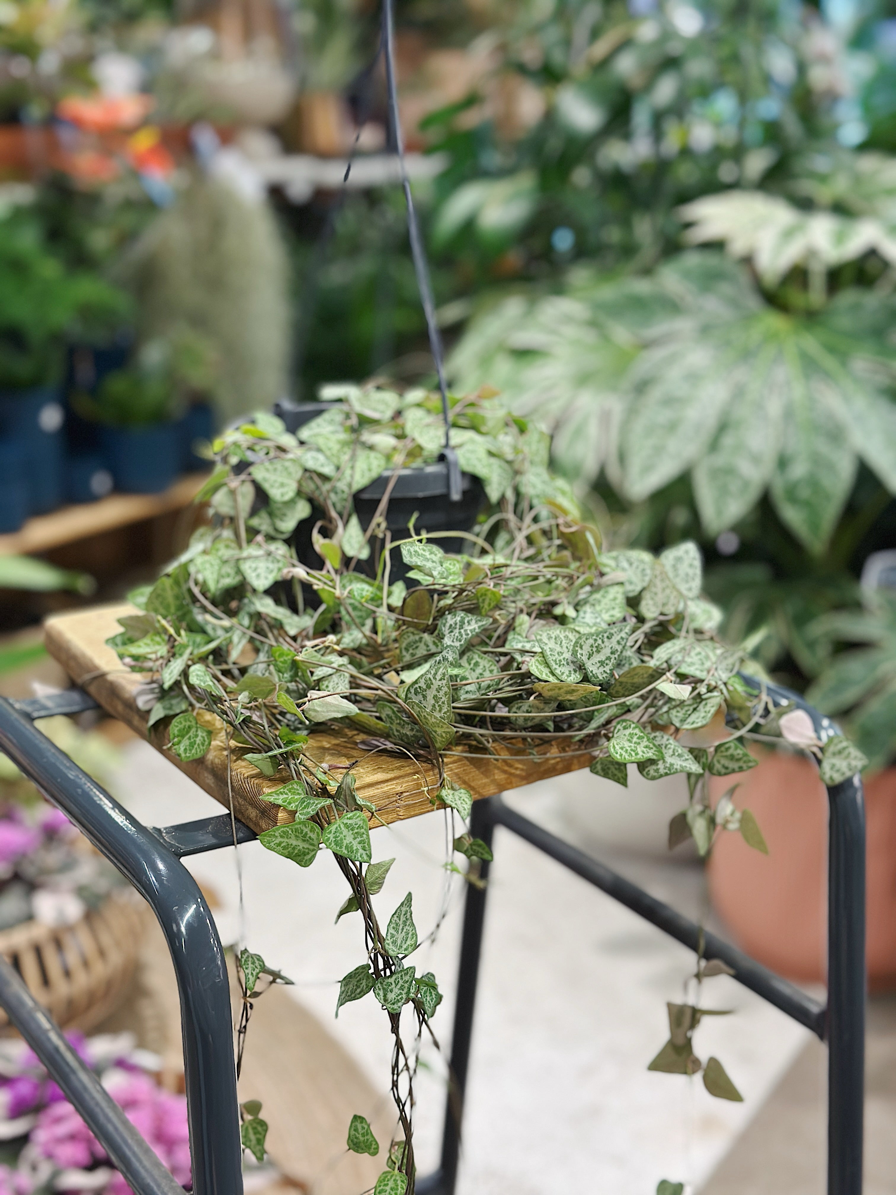 Ceropegia linearis 'Iris' | String of Hearts or Rosary Vine
