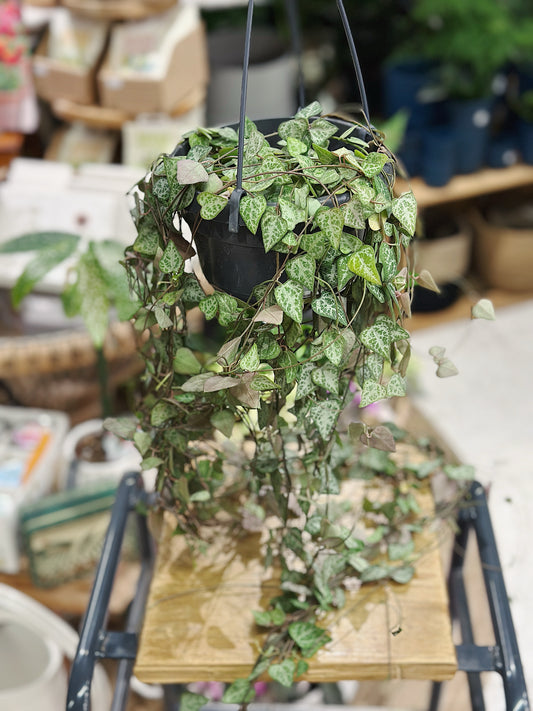 Ceropegia linearis 'Iris' | String of Hearts or Rosary Vine