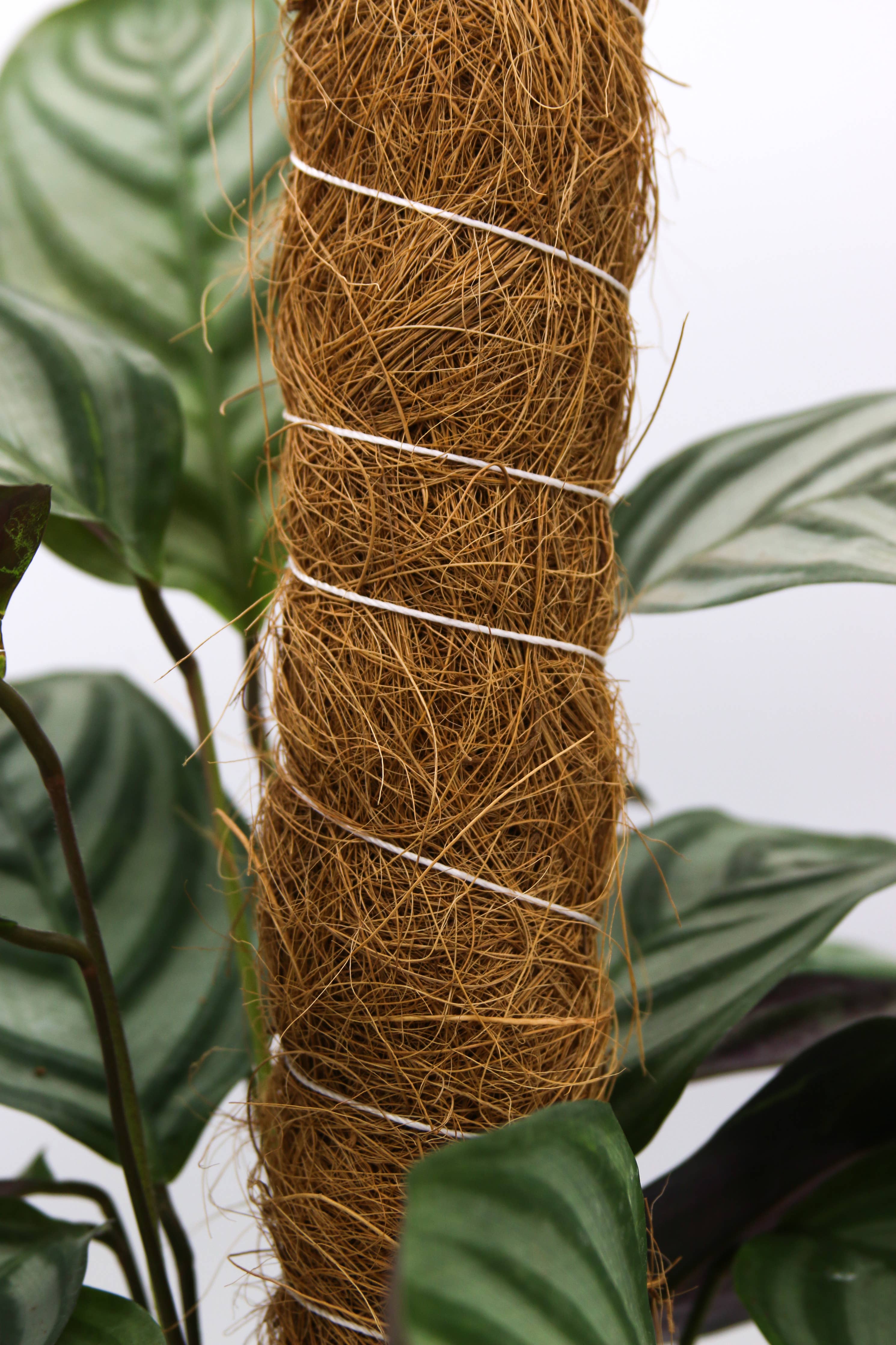 Support Pole for Plants |  Growpoles | Monstera poles