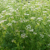 Coriander Thüringer Seeds