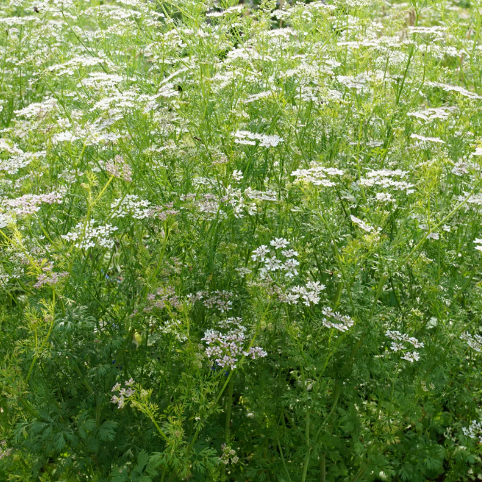 Coriander Thüringer Seeds