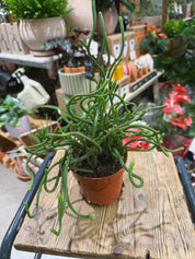 Potted crassula muscosa on a wooden table with The Every Space plant store in the background