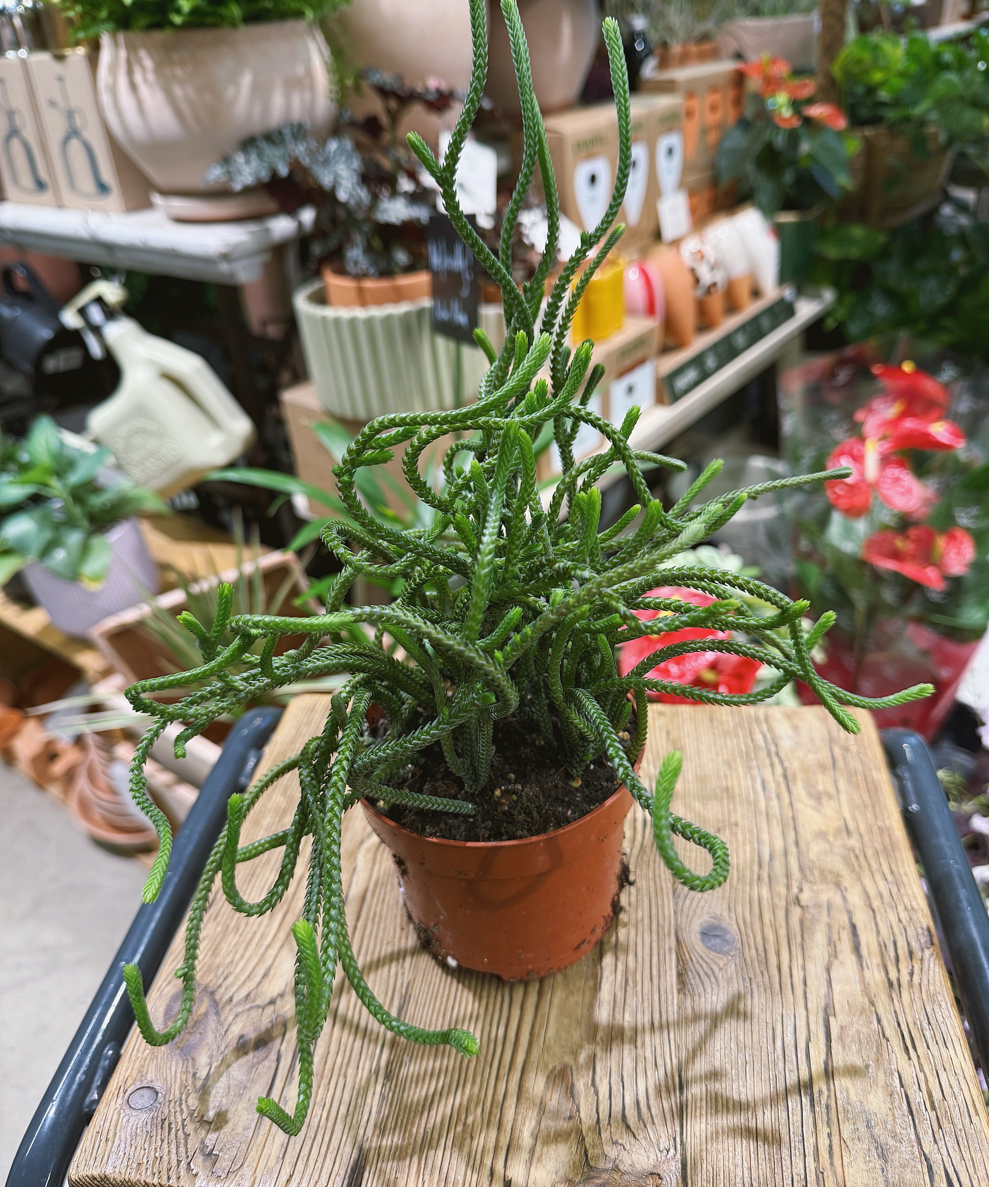 Potted crassula muscosa on a wooden table with The Every Space plant store in the background