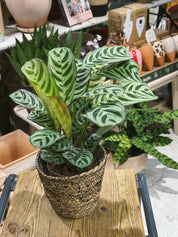 Never Never Plant (Ctenanthe burle-marxii) in basket