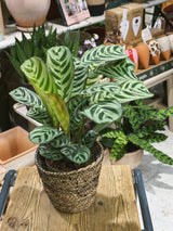 Never Never Plant (Ctenanthe burle-marxii) in basket