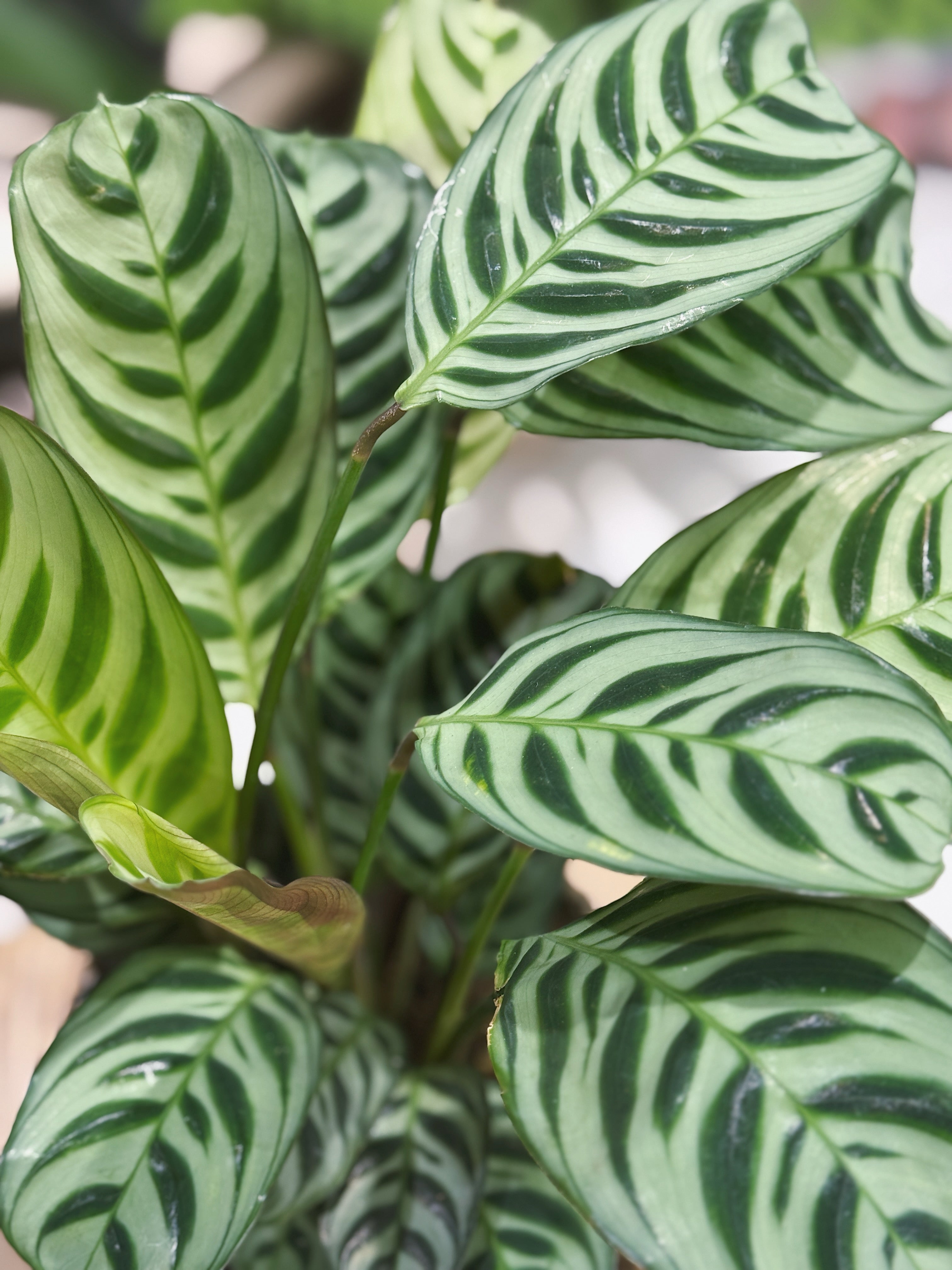 Never Never Plant (Ctenanthe burle-marxii) in basket