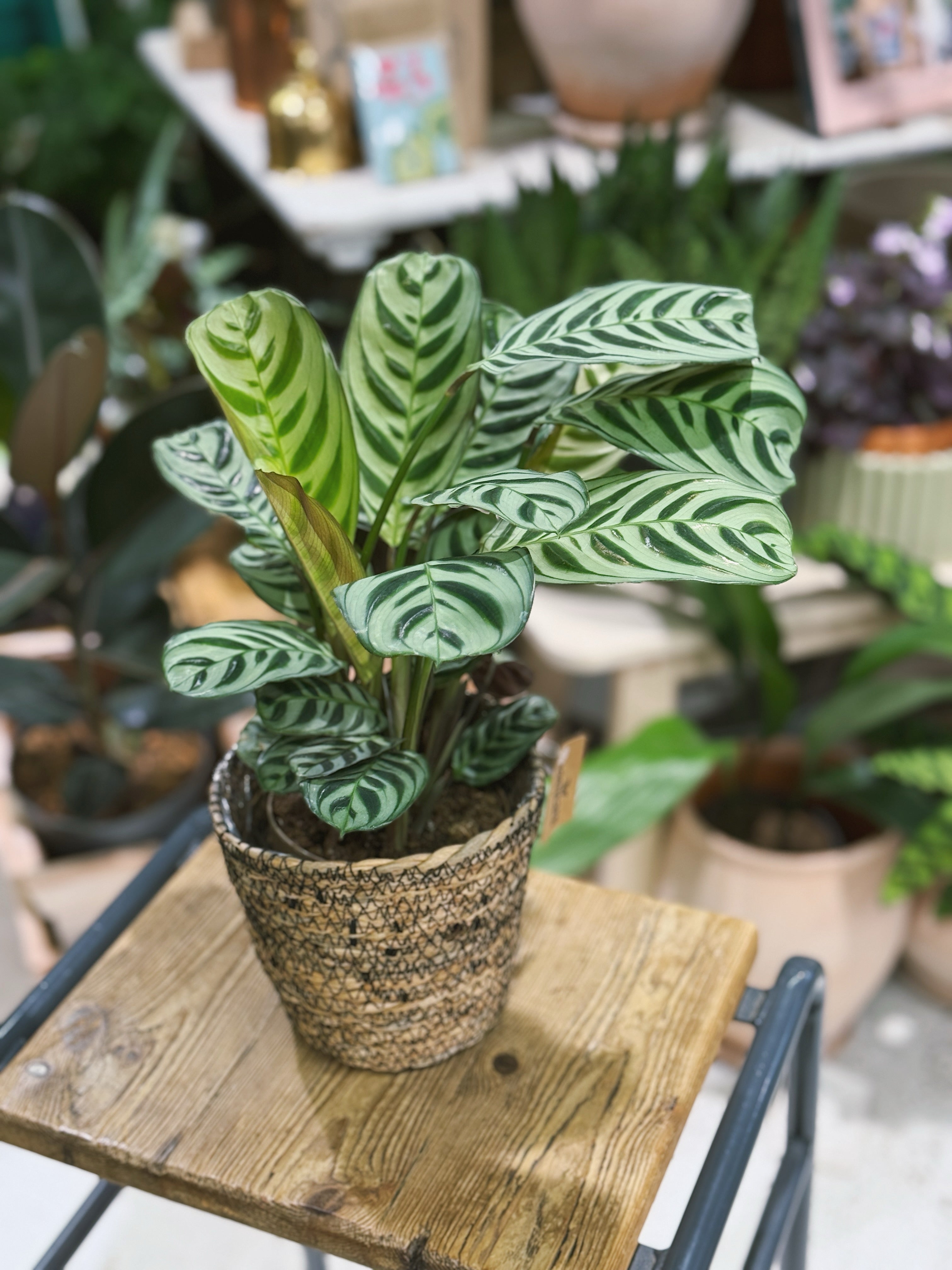Never Never Plant (Ctenanthe burle-marxii) in basket