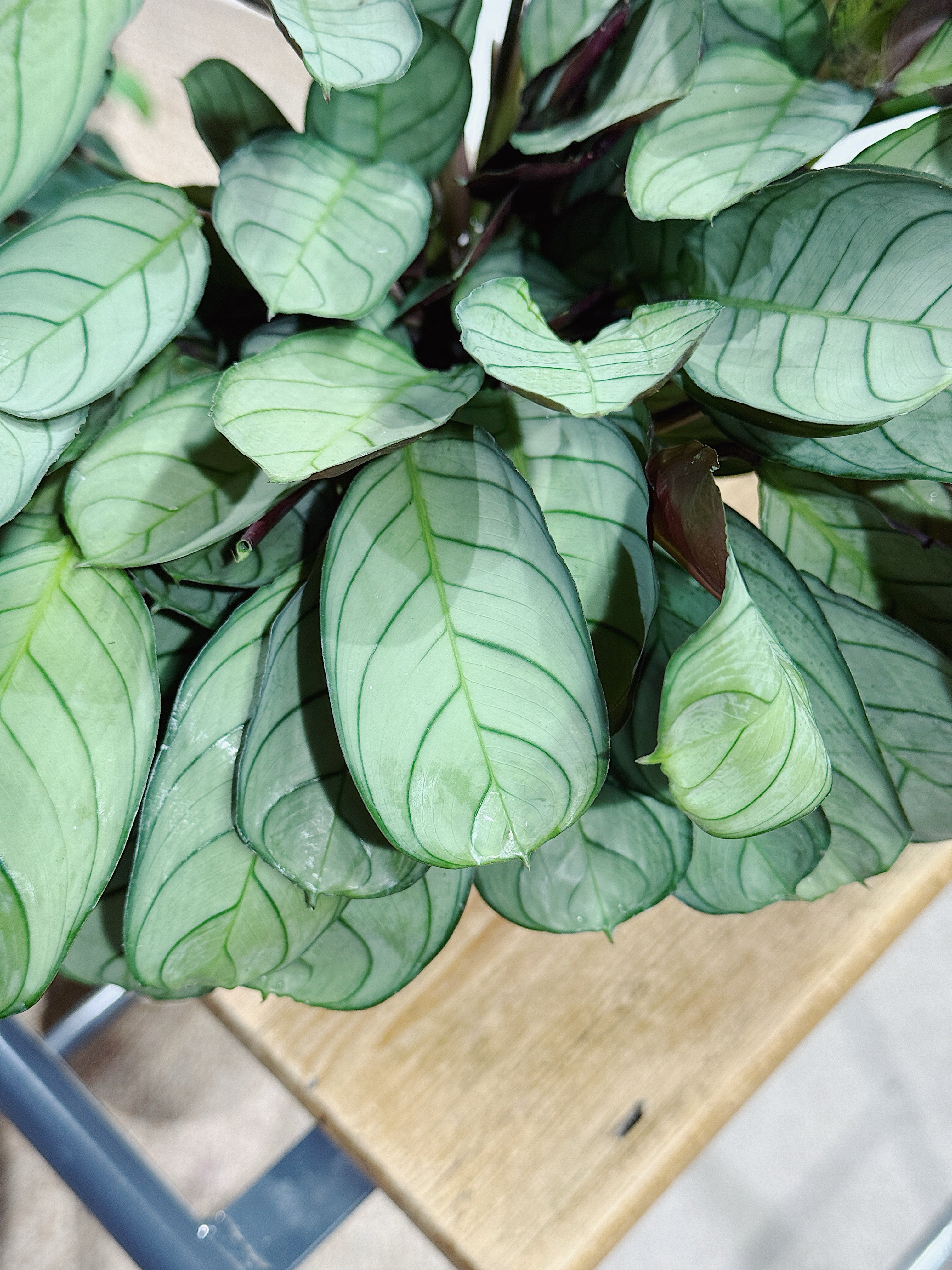 Ctenanthe amagris | Never Never Plant