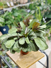 Ctenanthe amagris | Never Never Plant