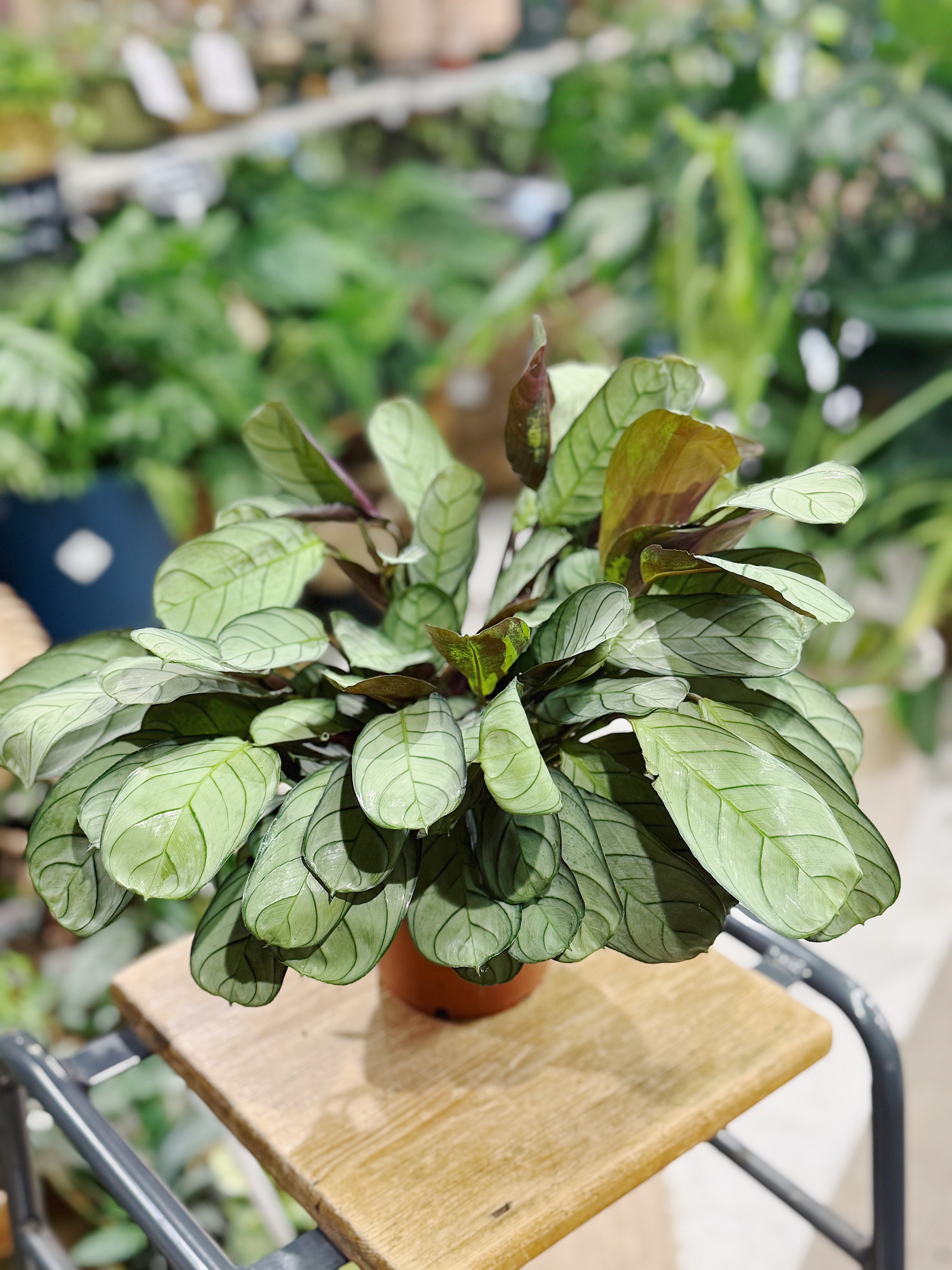Ctenanthe amagris | Never Never Plant