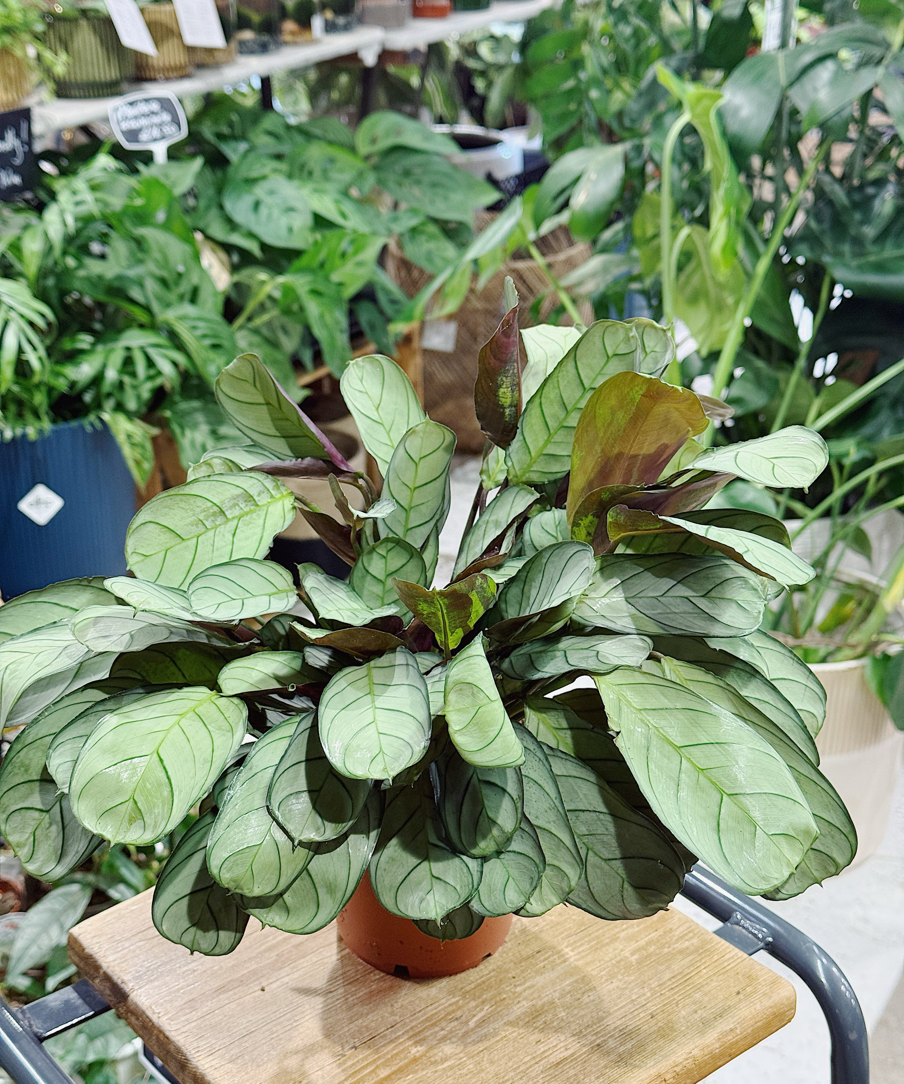 Ctenanthe amagris or Never Never Plant