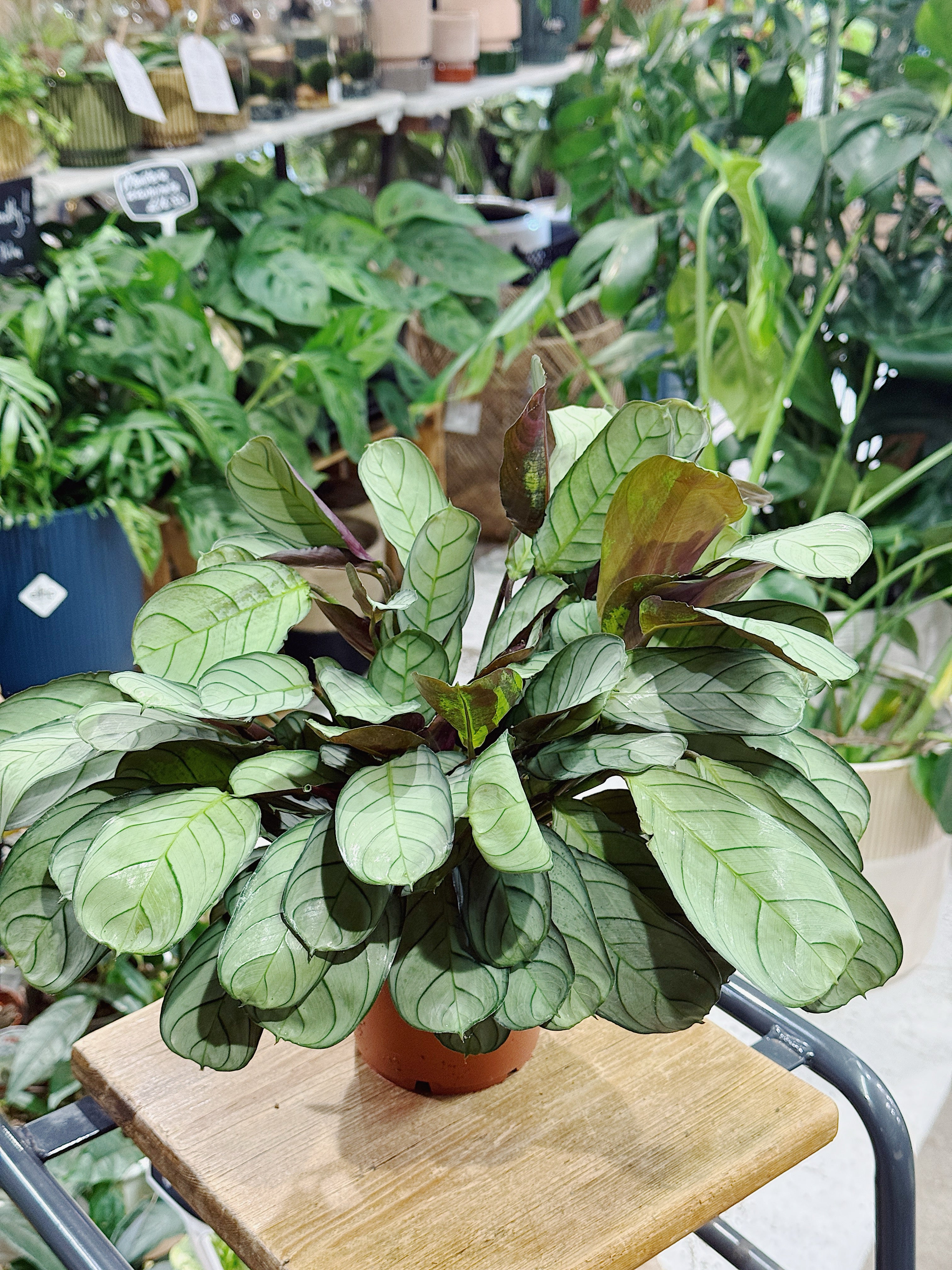 Ctenanthe amagris or Never Never Plant
