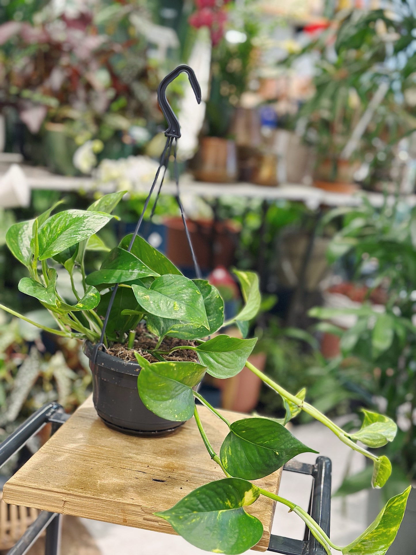 Epipremnum pinn 'Aureum' (scindapsus) hanging | Devil's Ivy